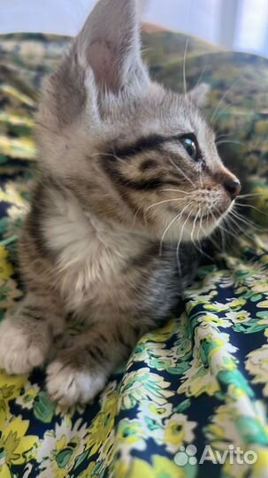 Котенок мальчик в дар бесплатно