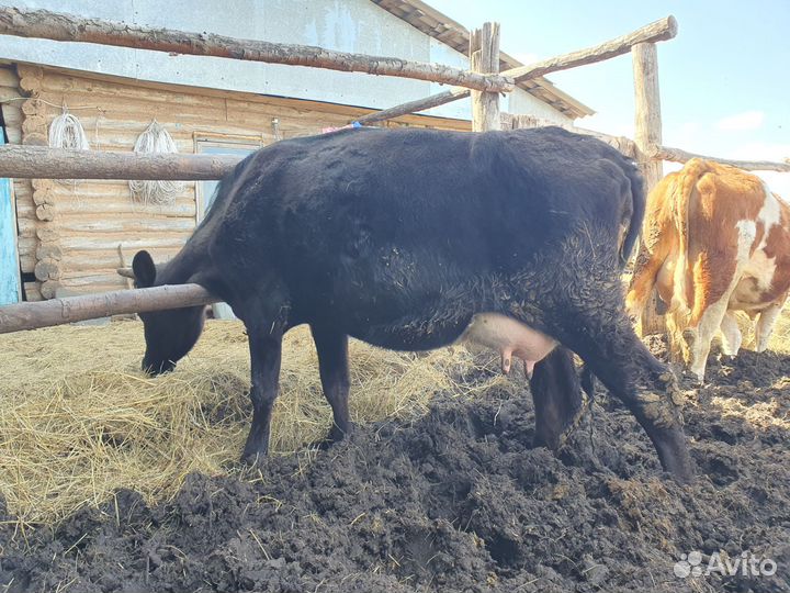 Коровы и телята