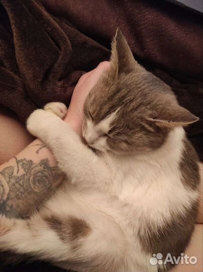 Передержка животных, кошек, догситтер, няня для ко