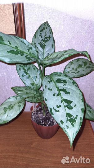 Сортовые аглаонемы