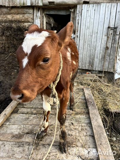 Корова, телка