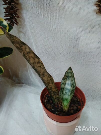 Сансевиерии Стар каньон гранит, Йелоу стоун