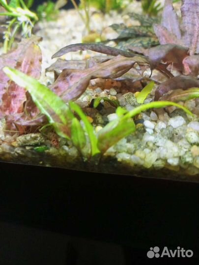 Аквариумные растения