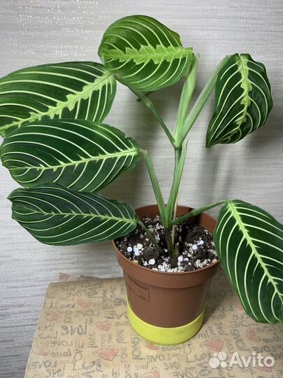 Комнатные растения