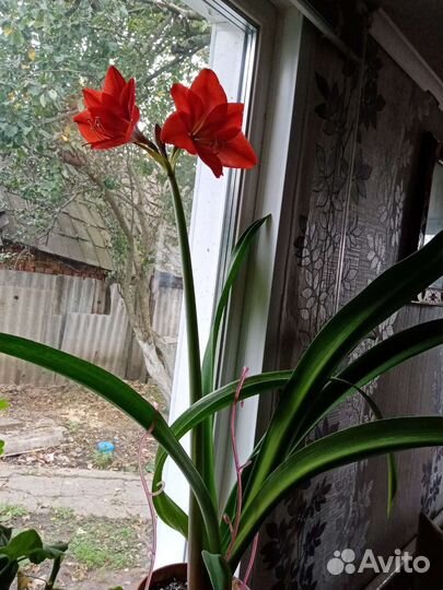 Гиппиаструм