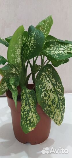 Диффенбахия