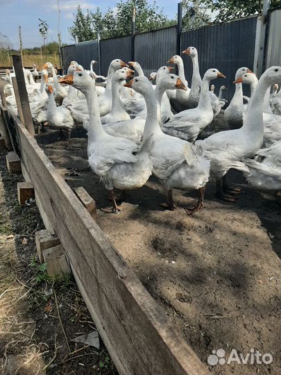 Гуси,утки,куры,петушки,цыплята Врама