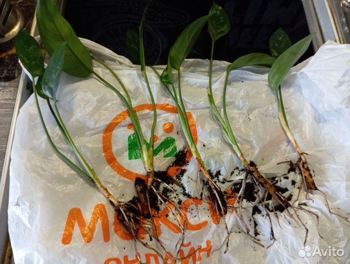 Комнатные цветы - Аглаонема