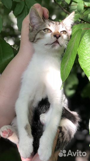 Котенок компаньон добрый и ласковый ищет дом в дар