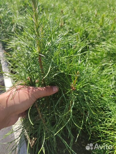 Саженцы ели зкс