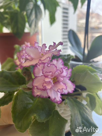 Фиалка сортовая