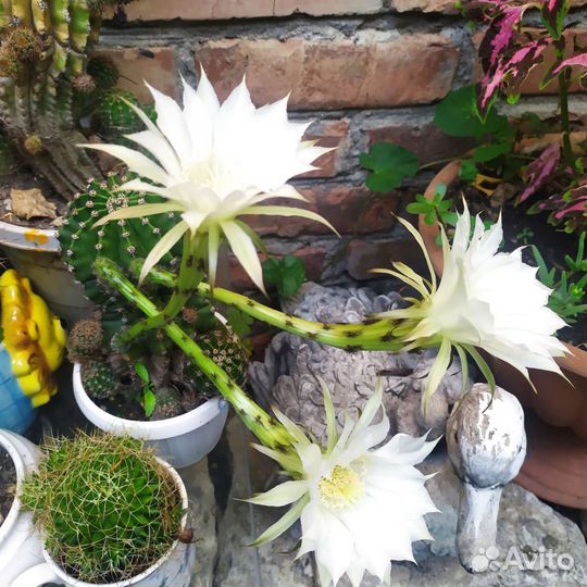 Кактус цветущий