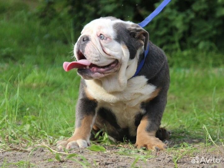 Английский бульдог