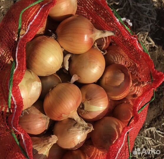 Лук репчатый от Производителя