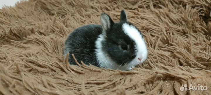 Вислоухие декоративные кролики