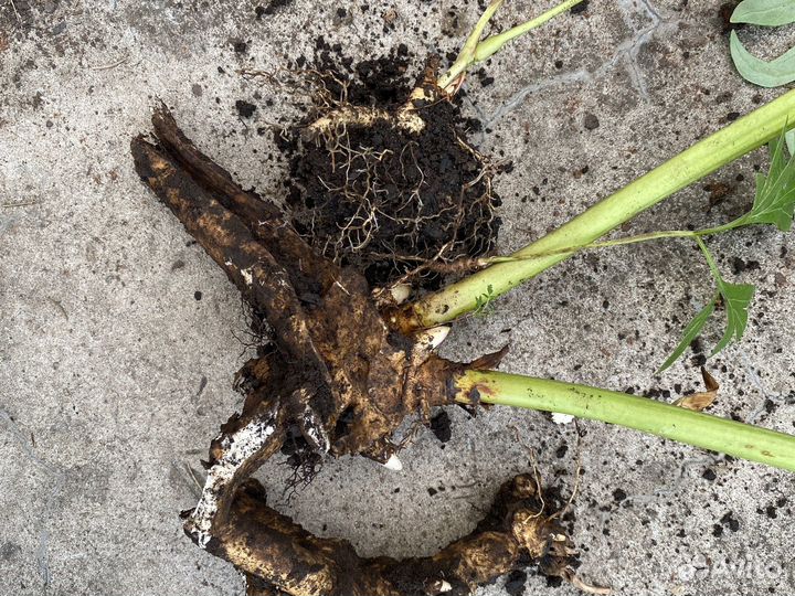 Марьин корень