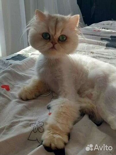 Британская шиншилла