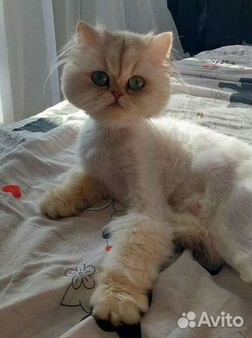 Британская шиншилла