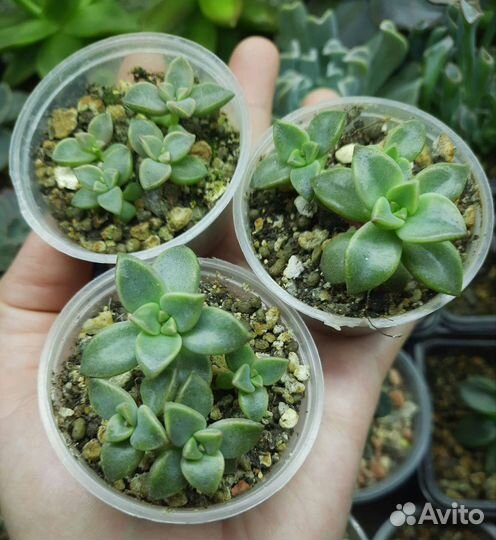 Суккуленты