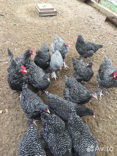 Инкубационное яйцо