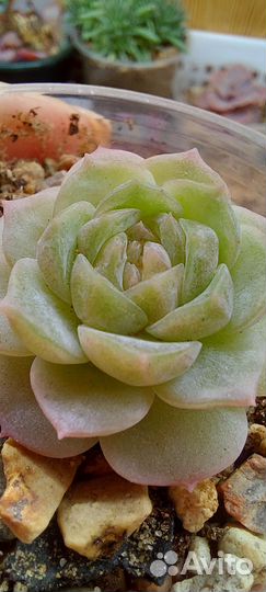 Суккуленты