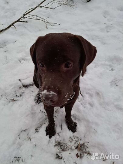Выгул собак и передержка. Колпино