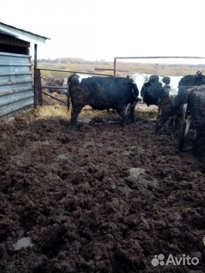 Быки на мясо