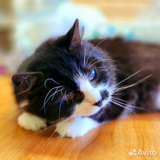 Коты в добрые руки