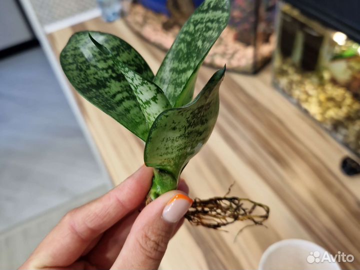 Сансевиерия