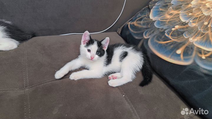 Котенок мальчик в добрые руки