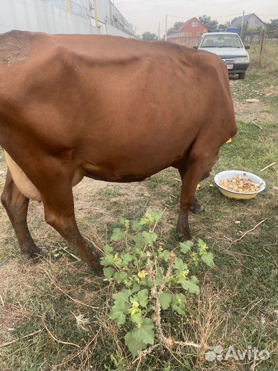 Коровы дойные молочные