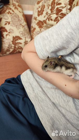 Джунгарские хомяки