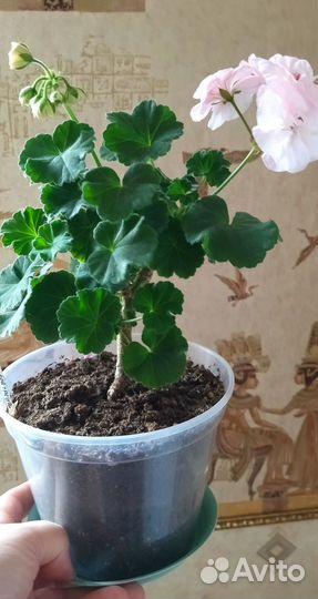 Сортовая пеларгония черенки кусты семена