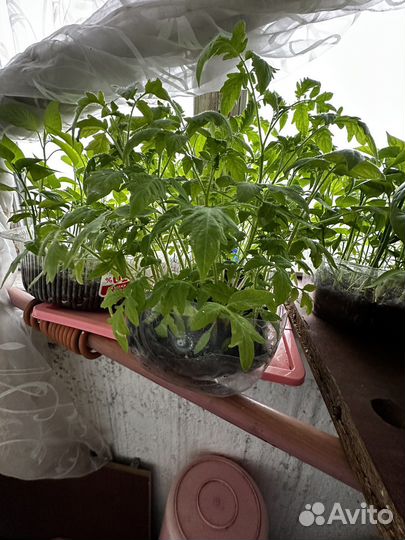 Рассада помидор и перца