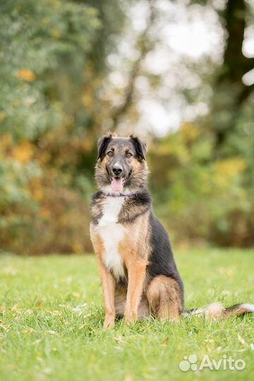 Шикарный малыш Барни 3 года в поисках дома