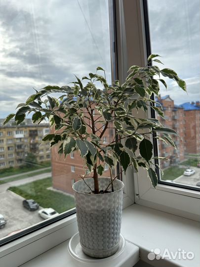 Фикус Бенджамина