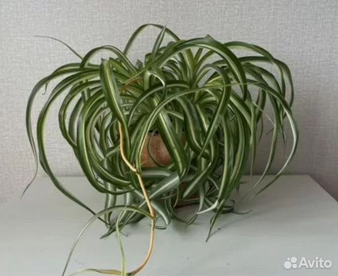 Хлорофитум кудрявый