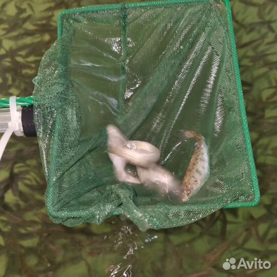 Радужная форель малек