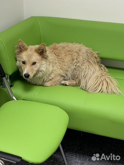 Домашние животные в добрые руки