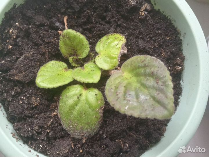 Фиалка комнатная