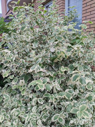 Саженцы декоративных кустарников