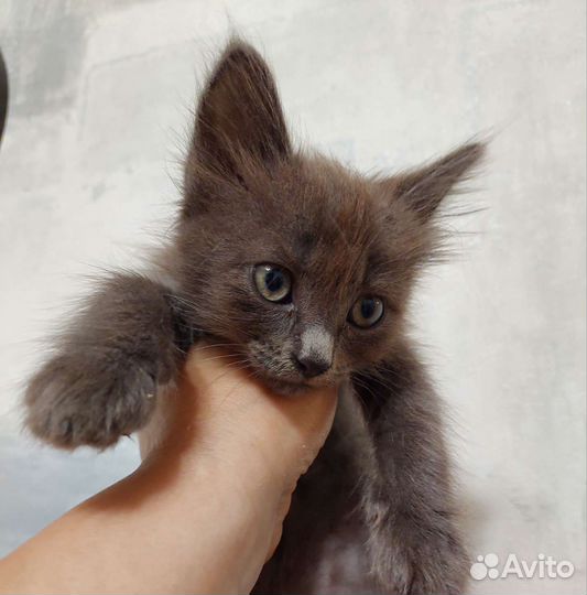 Кошки в добрые руки