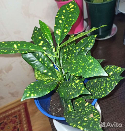 Кротон Золотая пыль