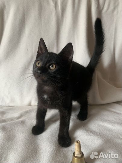 Котята в добрые руки бесплатно