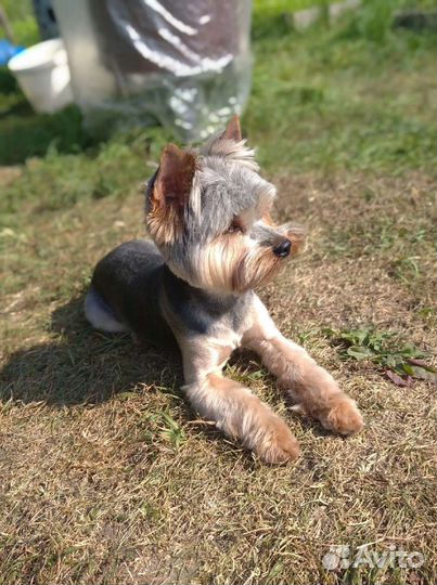 Йоркширский терьер вязка мальчик