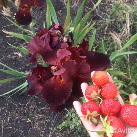 Редкие растения