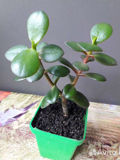 Денежное дерево