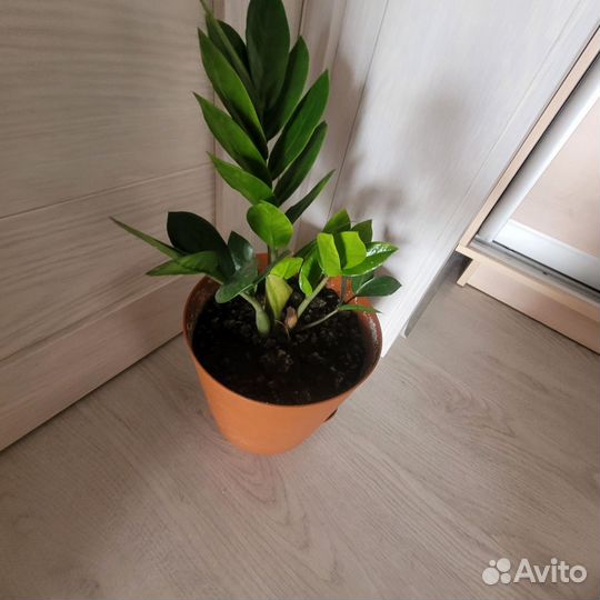 Замиокулькас