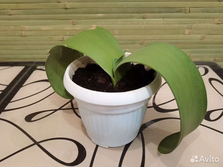 Олений язык