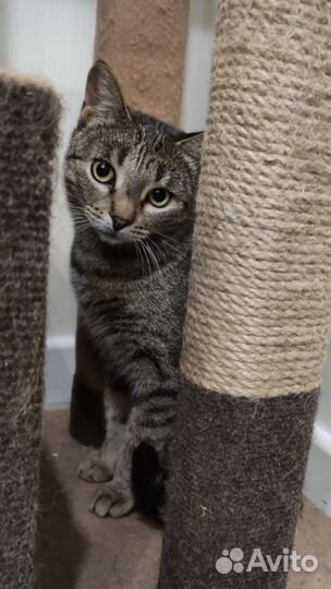 Стерилизованная молодая кошечка в добрые руки